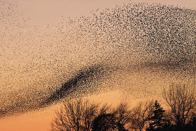 Staling murmuration